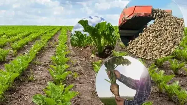 Türkşeker'in şeker pancarı alım fiyatı açıklandı.