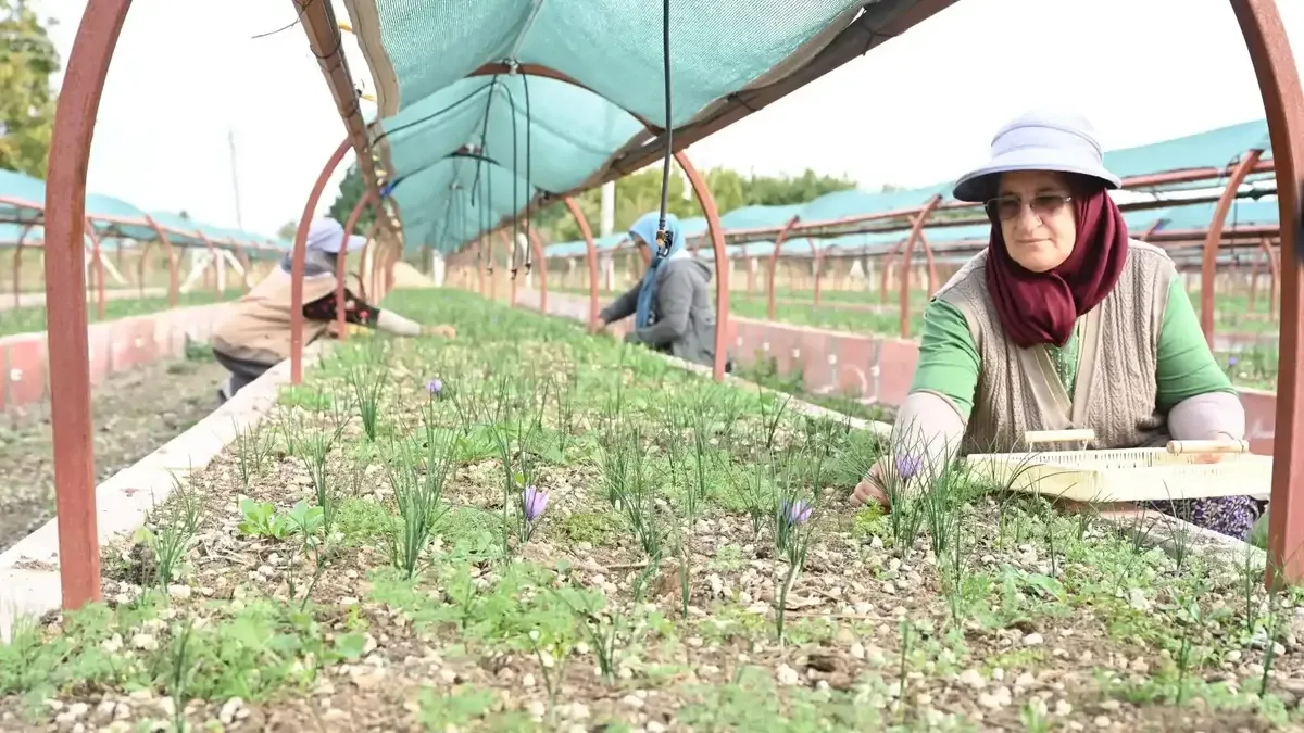 Konya'da safran çiçeklerinin hasat edildiği Tıbbi Aromatik Ürünler Bahçesi