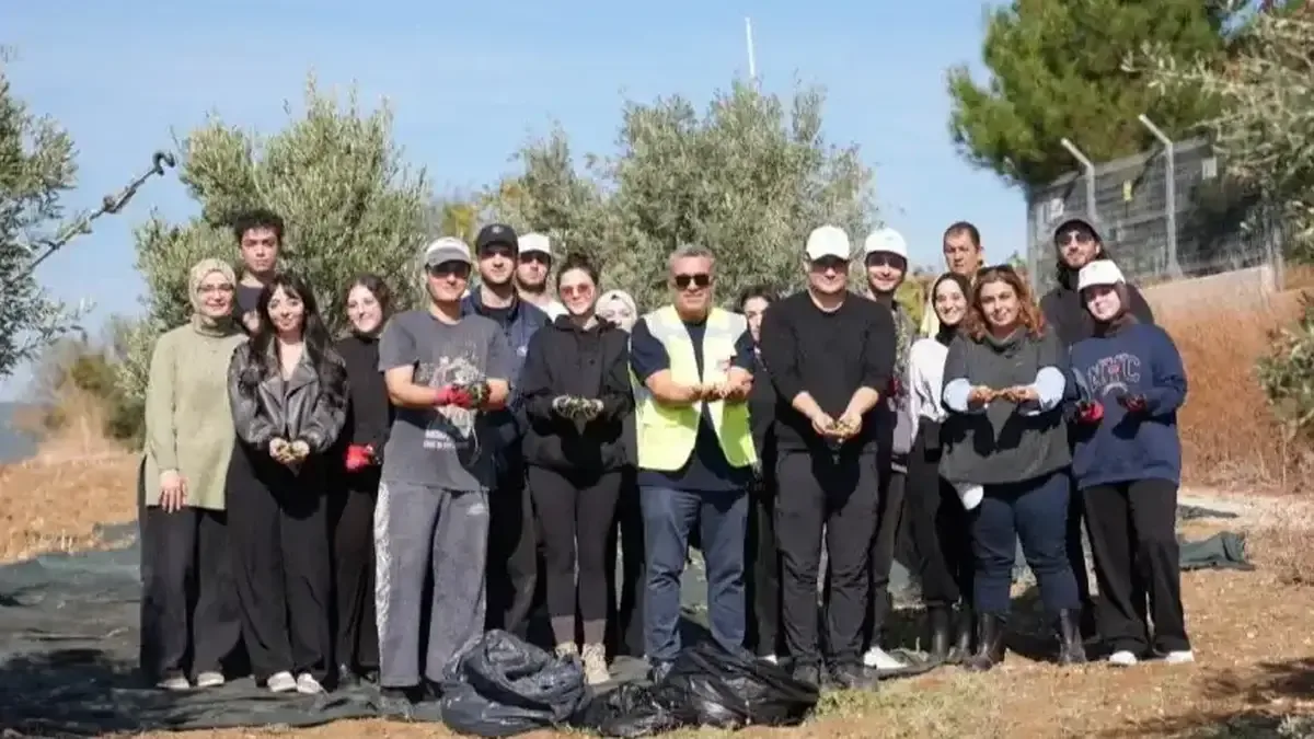 Gençler, zeytin bahçesinde uygulamalı hasat eğitimi alıyor.