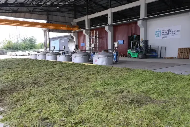 Tıbbi ve aromatik bitkiler değer kazanıyor - Detay Görsel 2