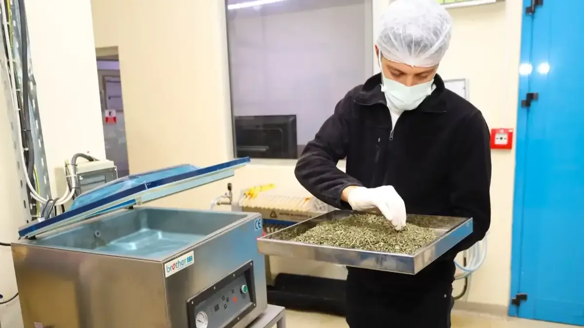 Kocaeli'de üretilen tıbbi ve aromatik bitkilerden elde edilen ürünler.