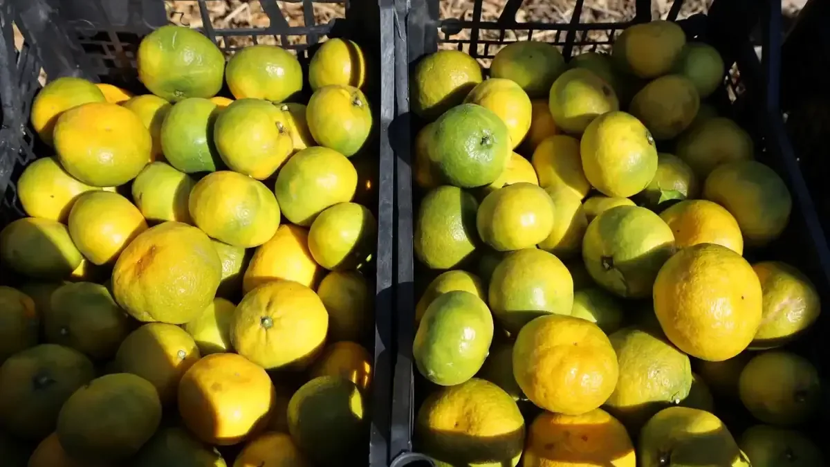 Satsuma mandalina hasat töreni gerçekleştirildi.