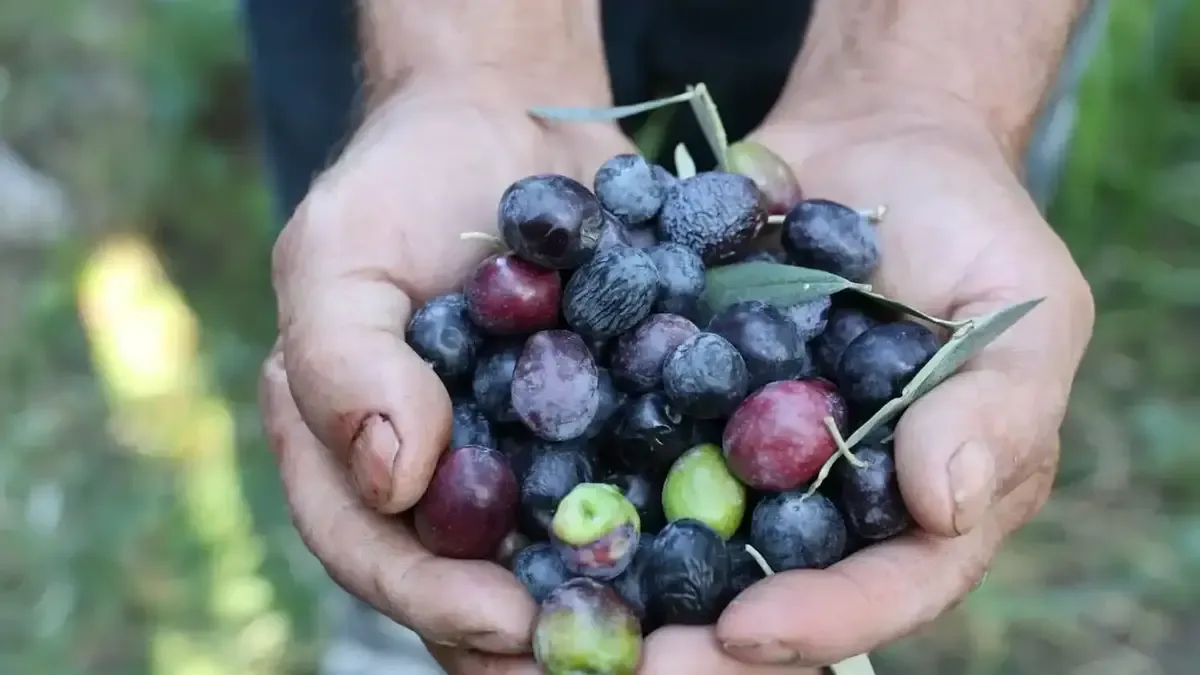 Butko zeytini hasadı sezonunun açılışı yapıldı.