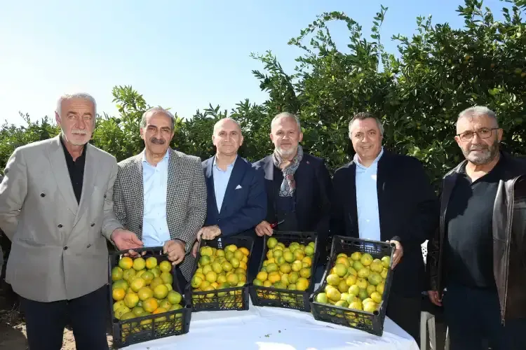 Satsuma mandalina ihracat sezonu başladı - Detay Görsel 1