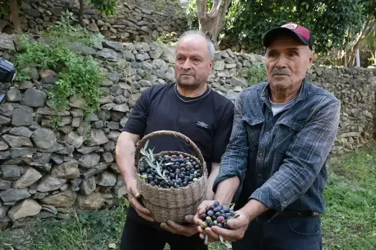 Butko zeytininde 780 tonluk üretim beklentisi - Detay Görsel 1