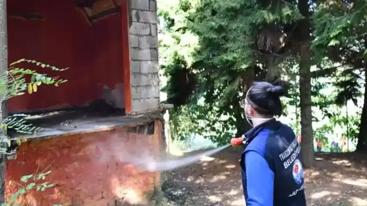 Trabzon’da tarım zararlısına karşı yoğun ilaçlama