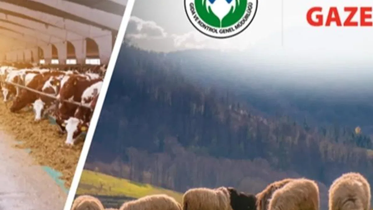 Koyun ve Keçi Yönetmeliği'nde değişiklik... Taahhütname uygulaması kaldırıldı