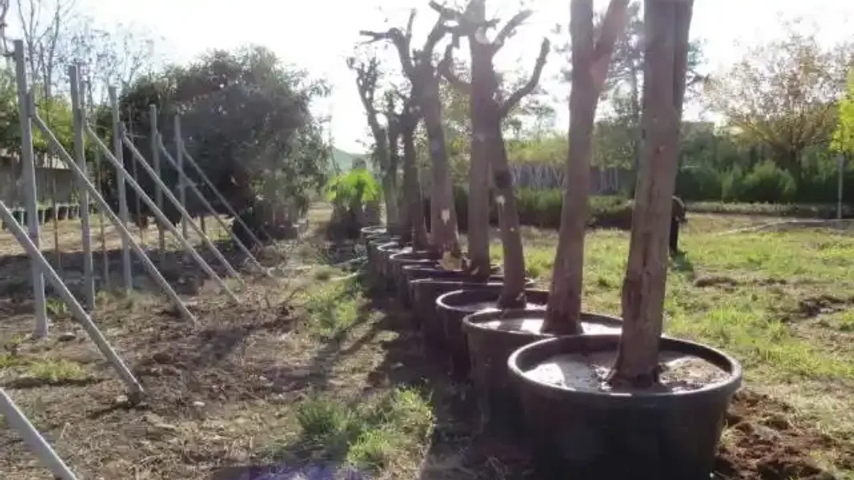 Adana'da kavşak çalışmalarında ağaçlara hassas dokunuş