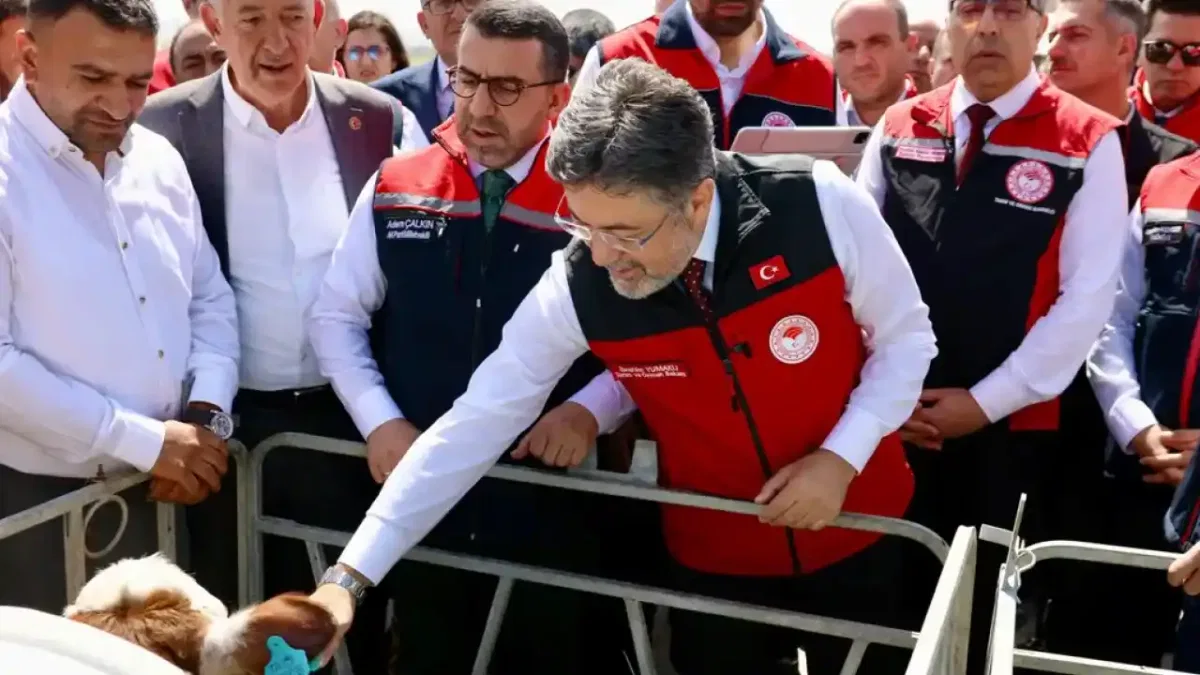 Hayvancılıkta dijital dönem... GEKİS Kars'ta uygulamaya alındı