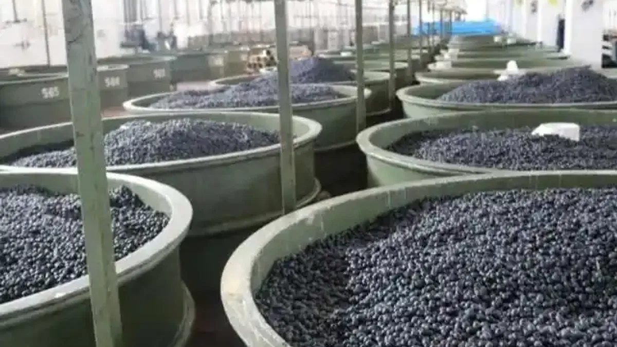 Marmarabirlik'ten zeytinci ortağa 5'inci  dilim ödeme... 200 milyon TL daha hesaplara yatıyor