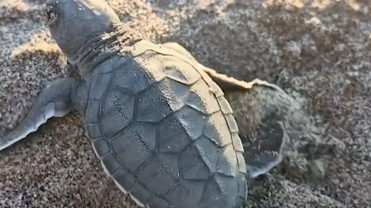 Akyatan’da deniz kaplumbağaları için seferberlik
