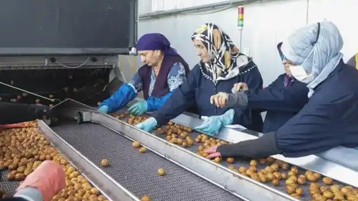 Yerli cevizde 60 bin ton rekolte beklentisi