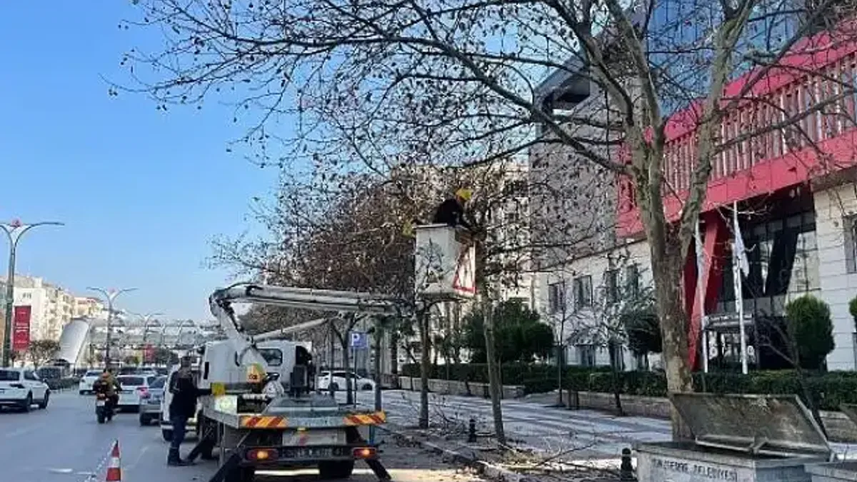 Mimar Sinan Bulvarı'ndaki Çınar Ağaçlarına Kış Bakımı Yapıldı