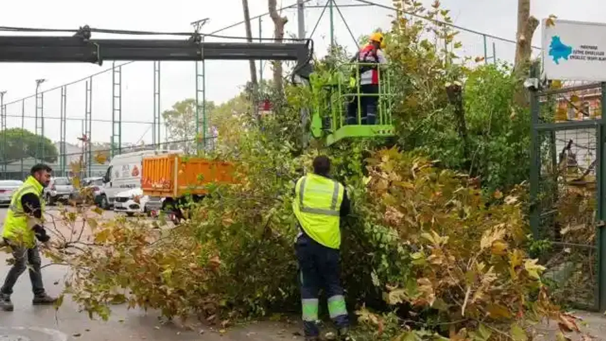 İstanbul Maltepe’de budama zamanı