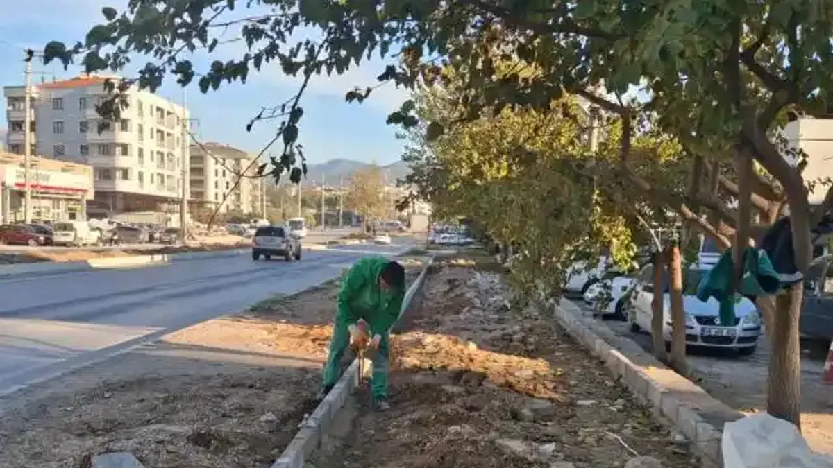 Muğla Milas'ın dört bir yanı yeşile bürünüyor