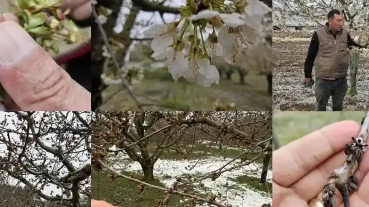Zirai don mağduru çiftçilere destek müjdesi... 65 ilde 16 ürün için ödemeler başlıyor
