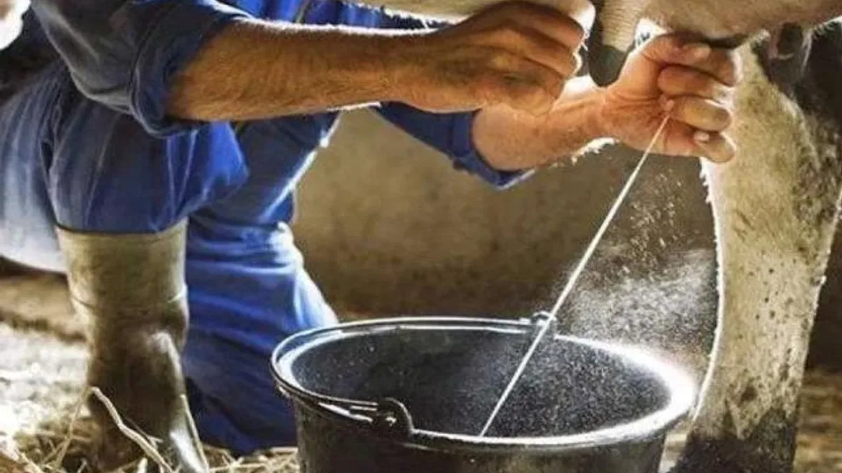 Çiğ inek sütünün sınıflandırılmasına ilişkin tebliğde değişiklik