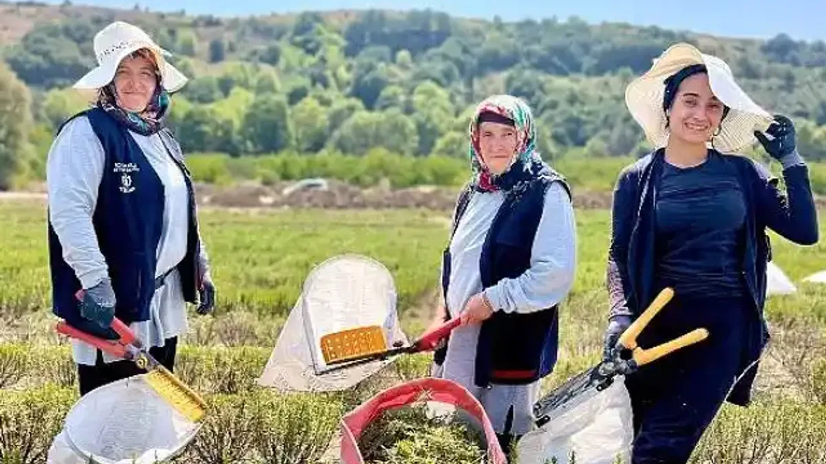 TABİP'te 2024 üretim sezonu tamamlandı