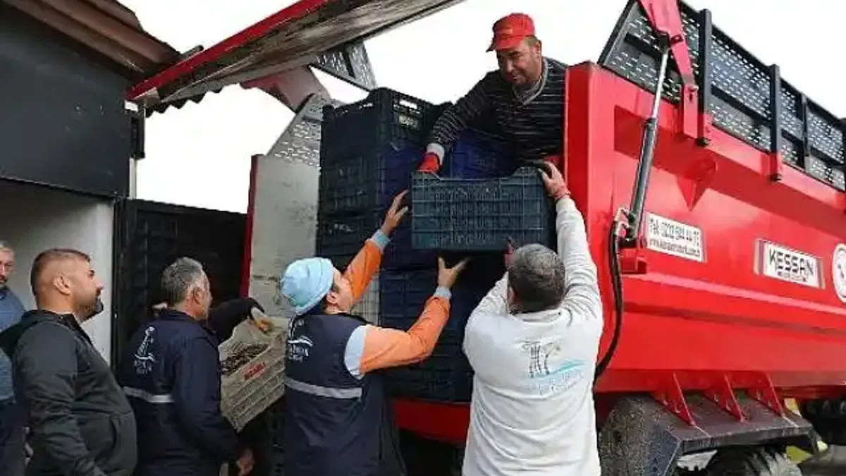 Seferihisar'da Zeytinyağı Sezonu Açıldı