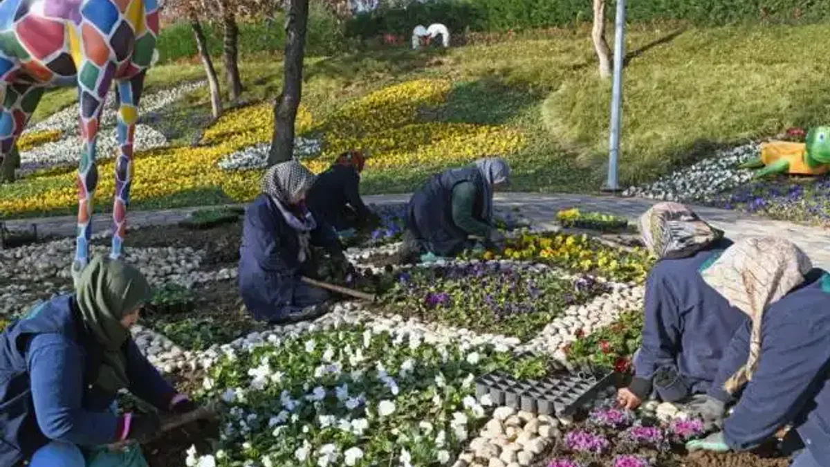 Bursa Osmangazi'de 300 bin kış çiçeği toprakla buluşuyor