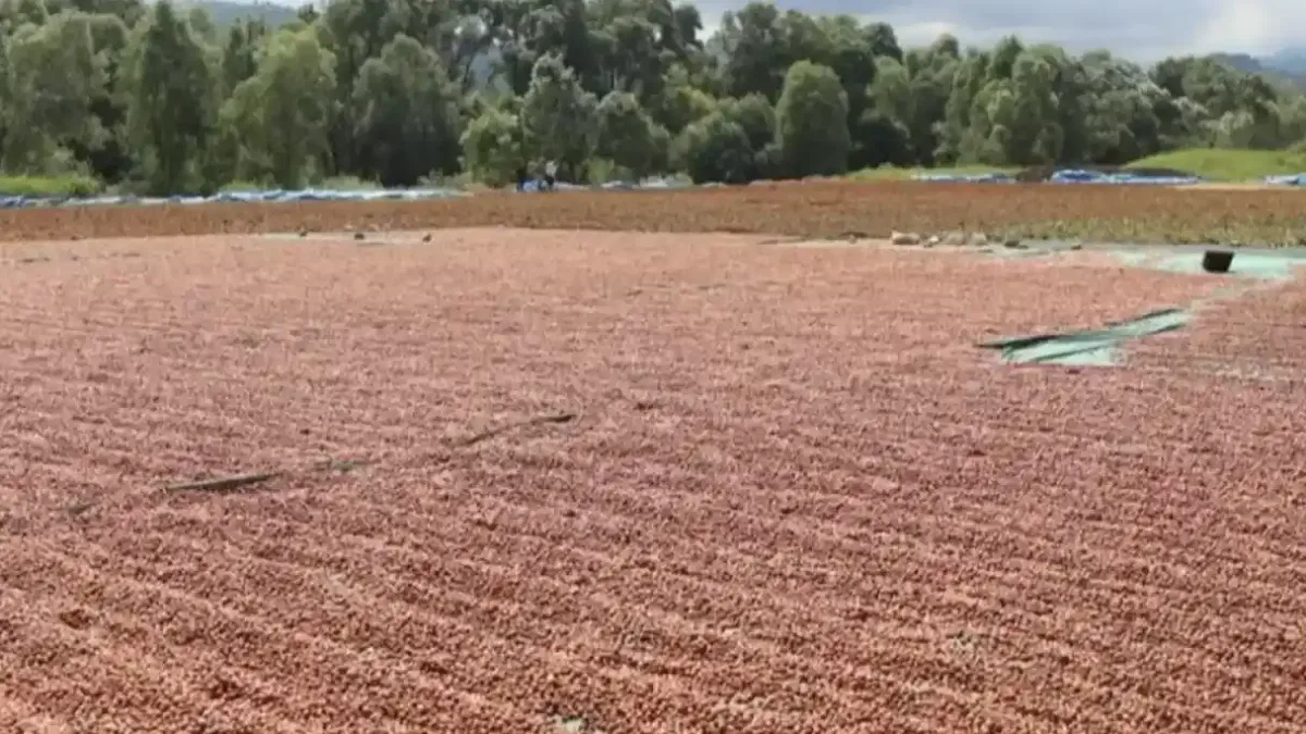 Ordu’da fındık hasadı ve katma değerli üretim