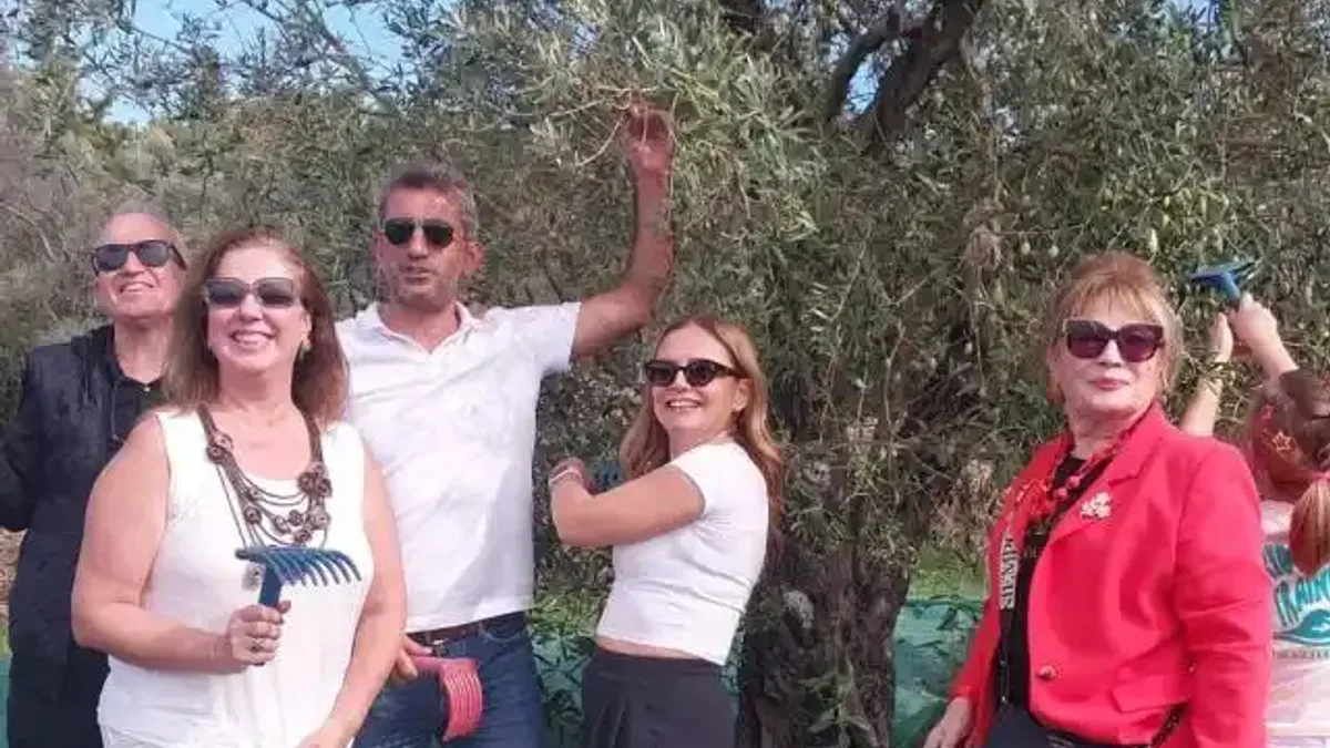 Urla'da zeytin hasadı etkinliği