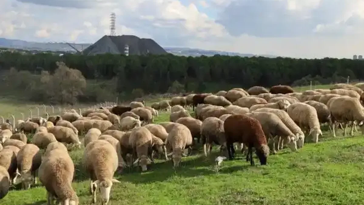 Kocaeli'de damızlık koç desteğiyle kuzulama oranları artıyor... Sürüler güçlendi, verim arttı