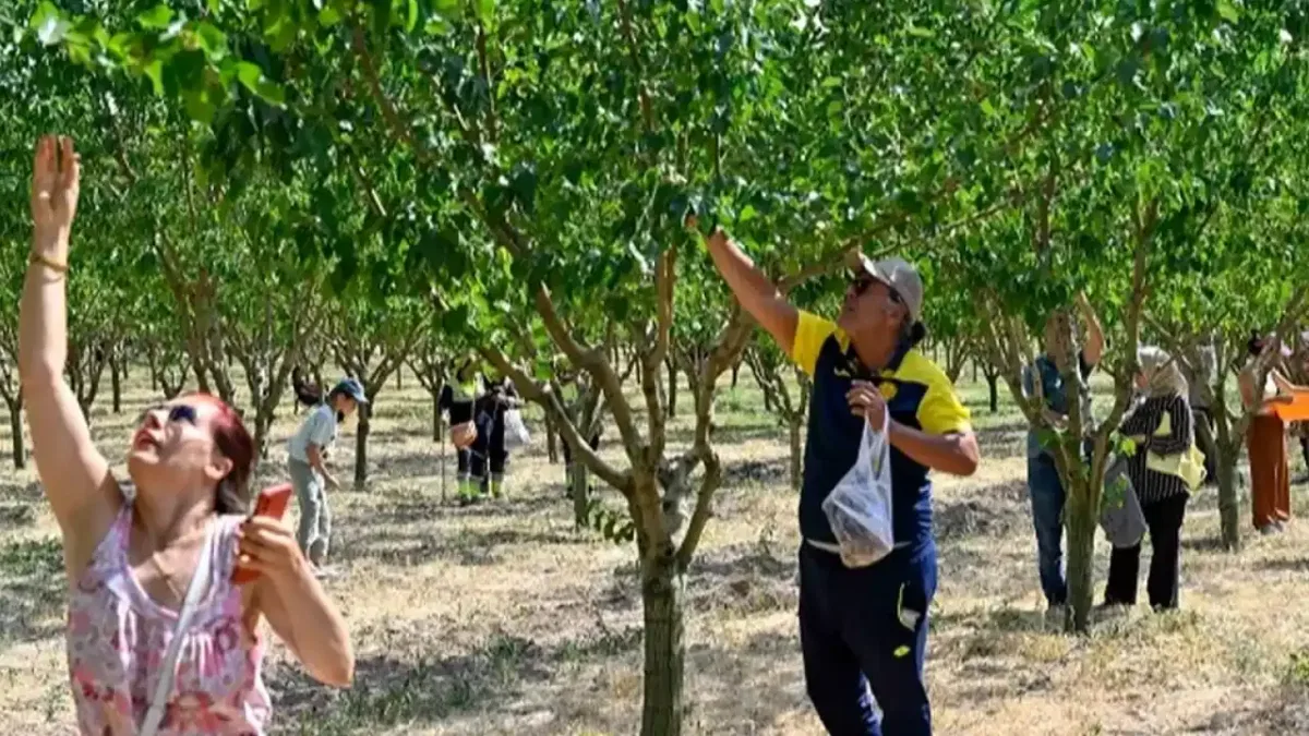Başkentliler Ata Çiftliği'nde hasat yaptı