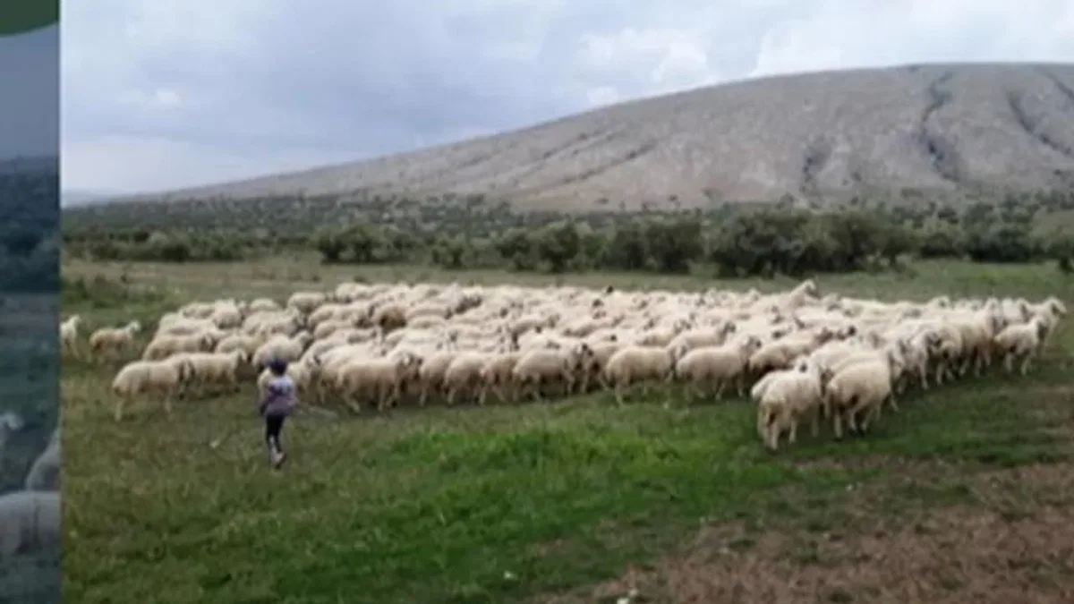 Kırsalda Bereket Projesi hazırlığı... 150 bin küçükbaş dağıtılacak