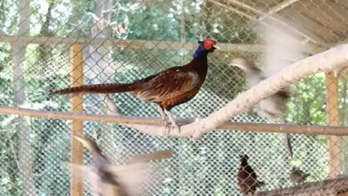Kahverengi kokarcaya karşı sülün desteği