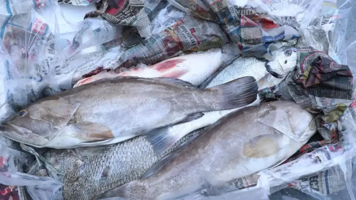 Antalya'da 260 kilo balığa el konuldu
