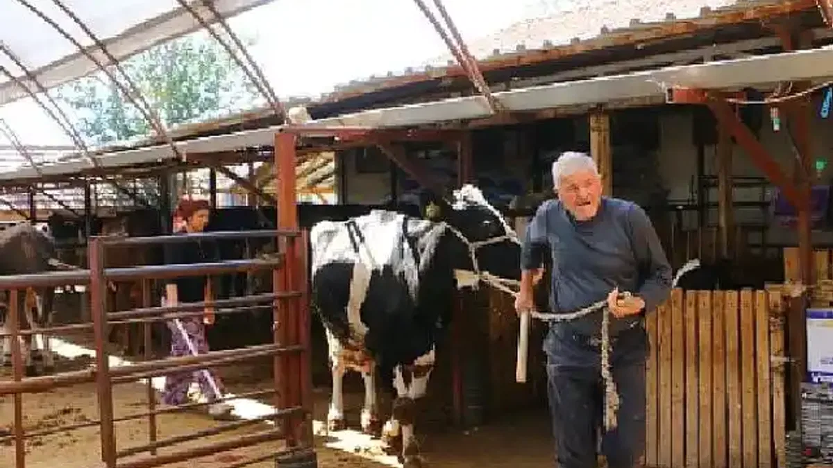 Büyükşehir Belediyesi'nin hayvan üreticilerine desteği sürüyor