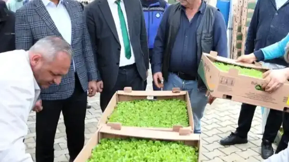 Kocaeli’de Gebzeli çiftçilere 500 bin fide dağıtıldı