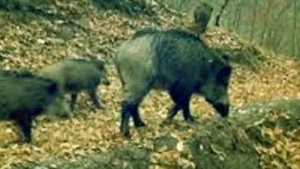 Artvin'de kaçak avcılara para cezası!