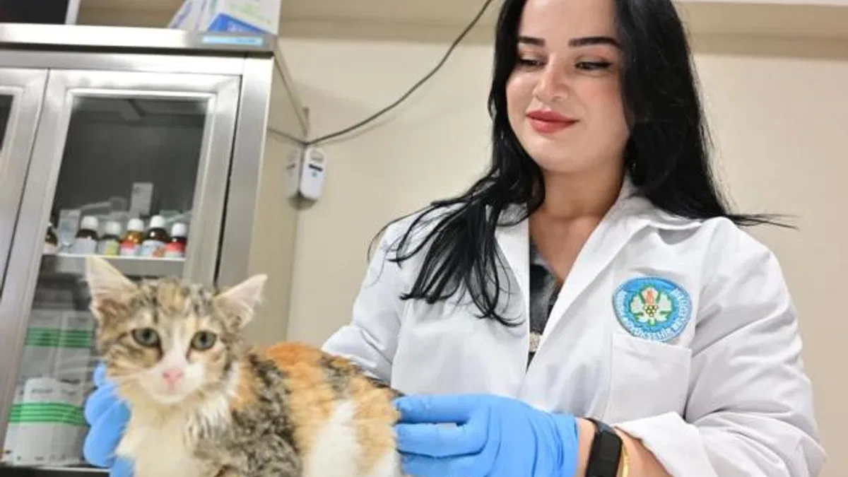 Manisa'da kısırlaştırılan kedi sayısı 3 bini geçti