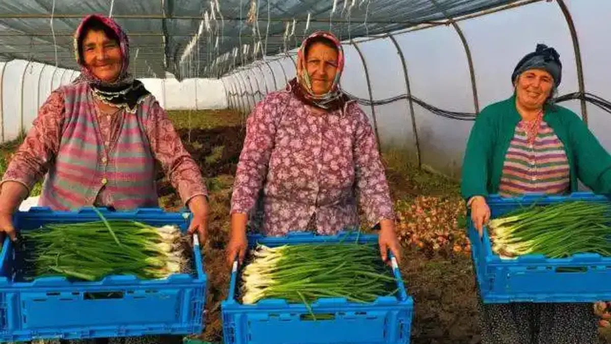 Kocaeli’de seracılık, Büyükşehir’le yaygınlaşıyor