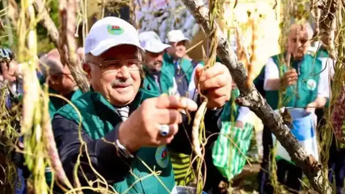 Ordu’da Akkuş fasulyesi markalaşıyor, hasat başladı