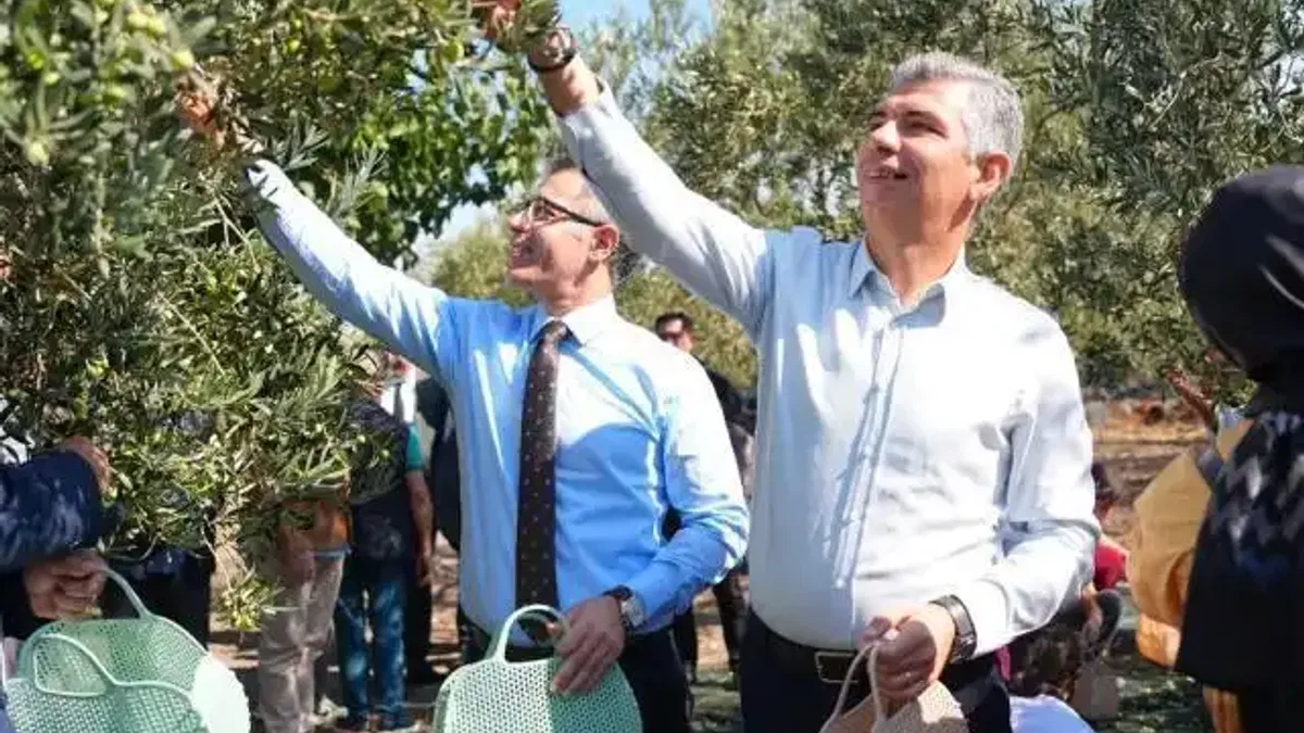 Manisa Soma’da zeytin hasadı şenliği