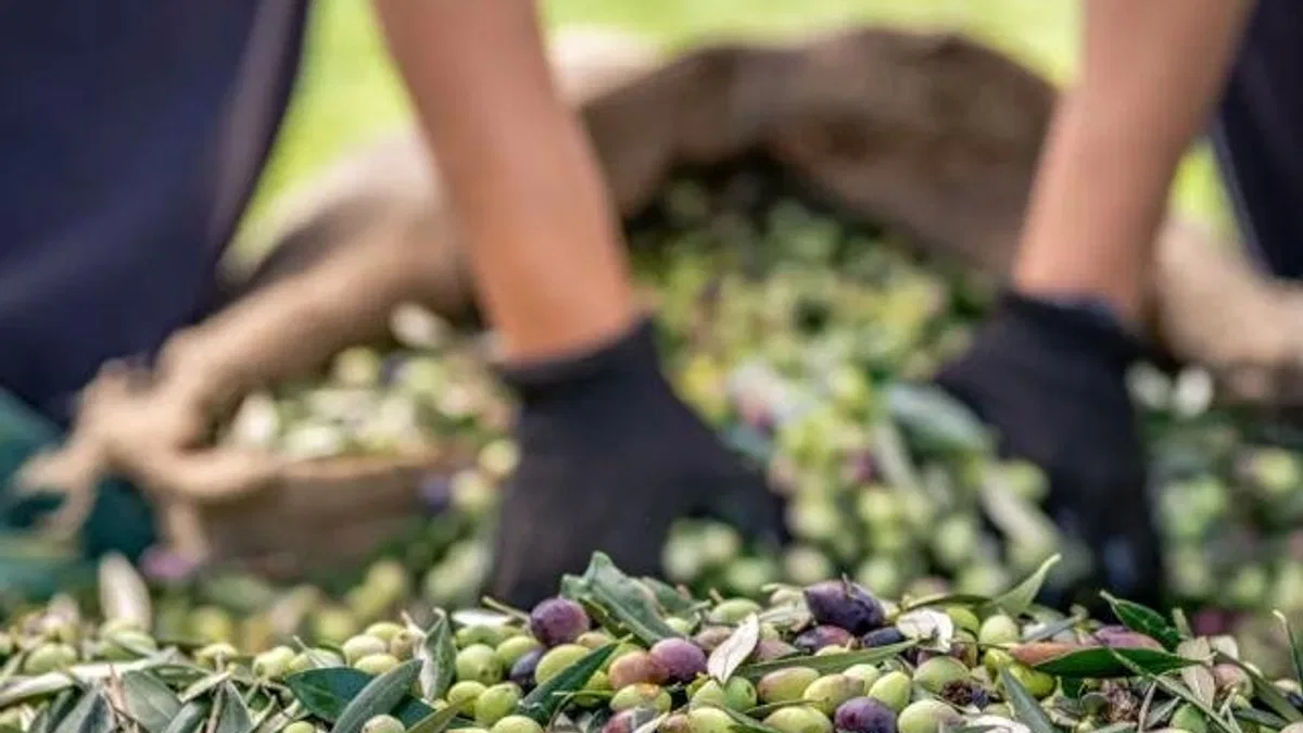 Sofralık zeytin ihracatında 255 milyon dolarlık tarihi rekor
