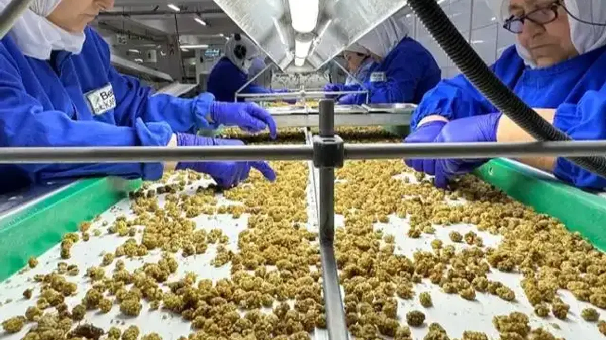 Organik sektör 15 milyar dolarlık hacme ulaştı