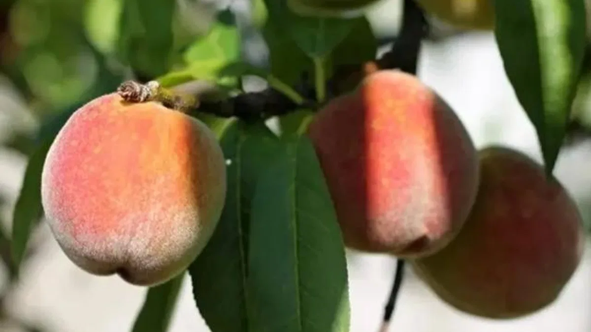 Bursa’da şeftali sezonu devam ediyor
