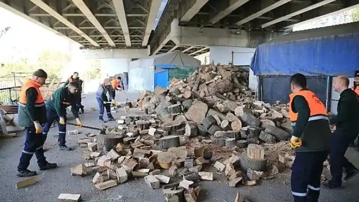 Bayrampaşa'da budanan ağaçlar evleri ısıtıyor