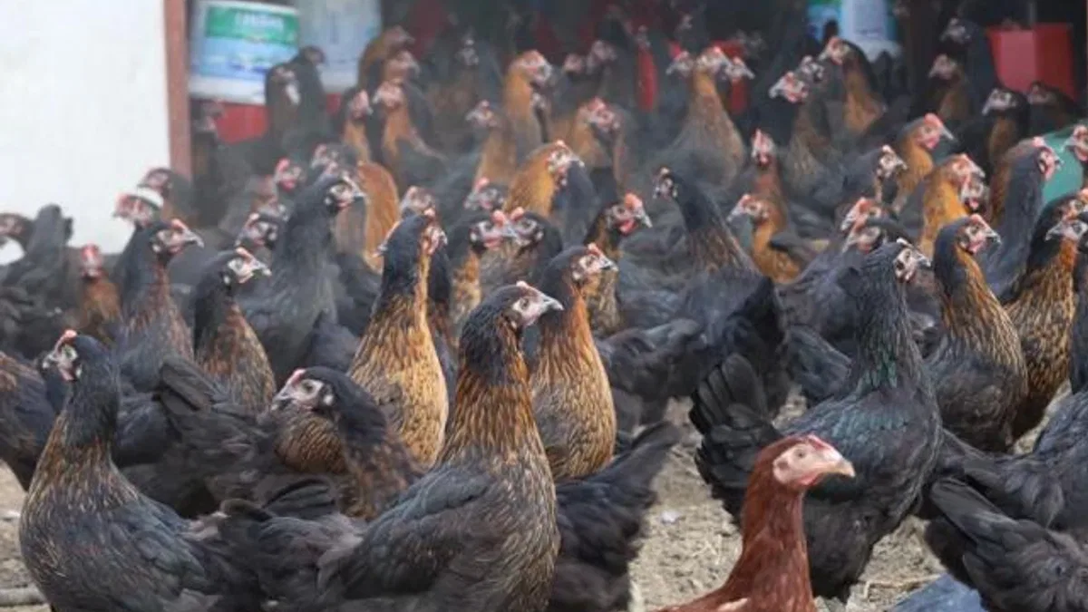 Kocaeli’de tavukçuluğa büyük destek: 16 bin tavuk üreticiyle buluştu