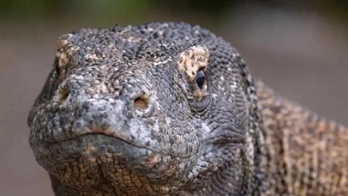 Muhteşem Komodo Ejderi'nin Dünyasında Bir Yolculuğa Çıkartan 'Ejderhalar Ortaya Çıkıyor' 27 Ekim Pazar Günü 20.00'de National Geographic WILD Ekranlarında!