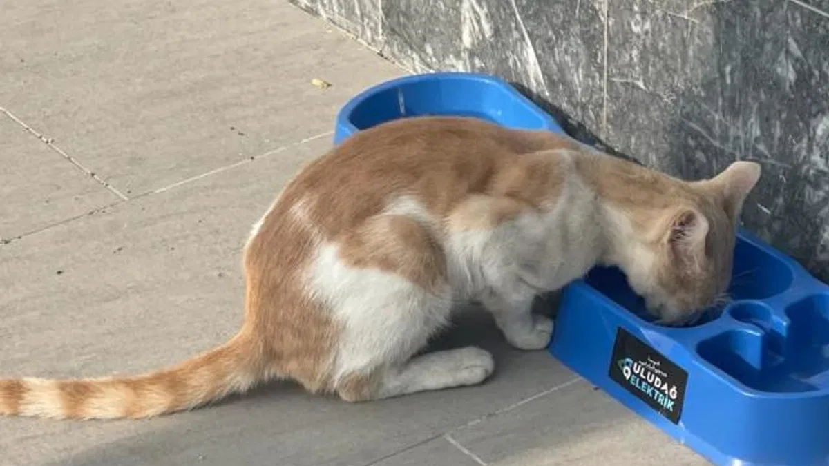 Uludağ Elektrik'in projesi sokak hayvanlarına umut oluyor