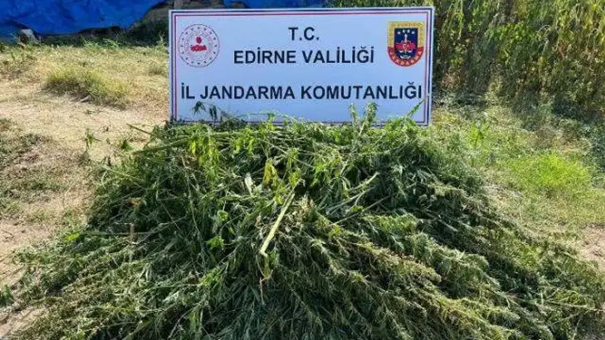 Edirne'de kaçak kenevir tarlası ele geçirildi