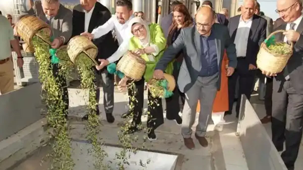 Ayvalık'ta yılın ilk zeytin hasadı yapıldı