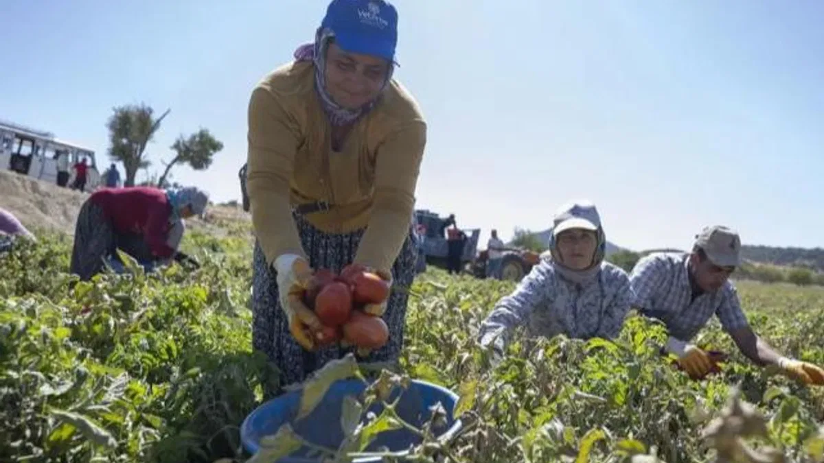 Mersin’de yüzde 70 hibeli domates fidesi desteği