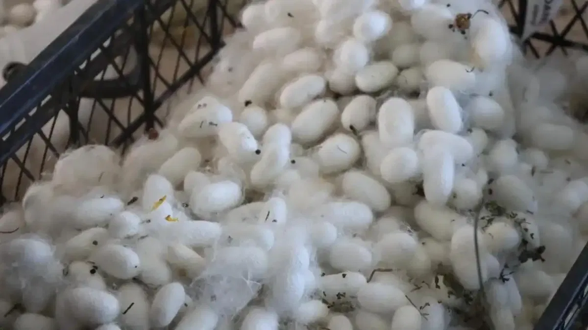 Muğla'da kozalar berekete dönüştü