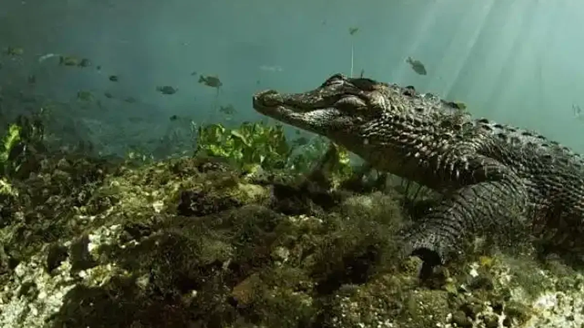 'Vahşi Florida: Sürüngenlerin Hükmettiği Yer' 13 Ekim Pazar Günü 20.00'de National Geographic WILD Ekranlarına Geliyor!